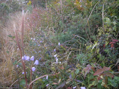 a0048823_20214348.jpg