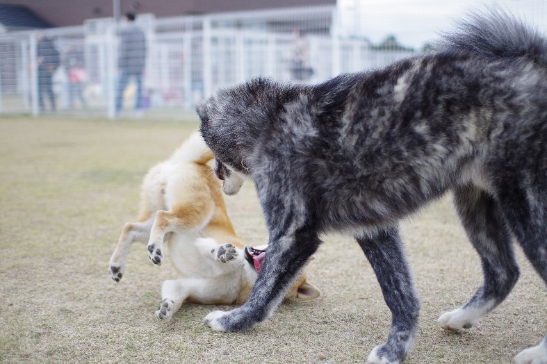 柴犬の小麦君_a0055024_13435430.jpg