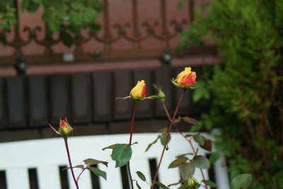 f0170524_7572466.jpg