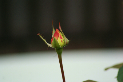 f0170524_823265.jpg