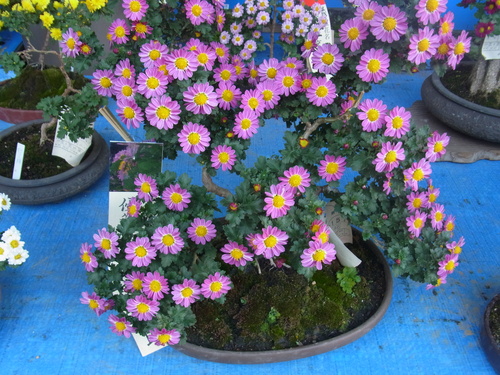 梅の神社で菊を見て_f0108825_9332667.jpg