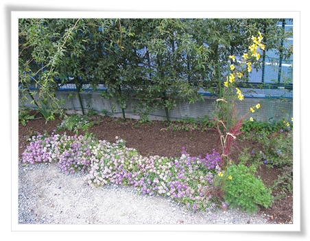 花壇の手入れ_f0129726_223306.jpg