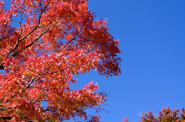 c0093131_21273939.jpg