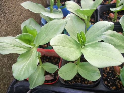 ソラマメの植え付け....少し早いが!_b0137932_1774180.jpg