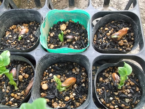ソラマメの植え付け....少し早いが!_b0137932_1782291.jpg