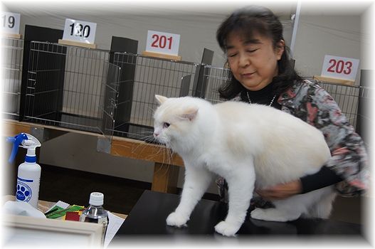 TICA&SCC CAT SHOW 2日目。_c0080132_23111189.jpg