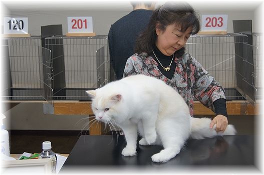 TICA&SCC CAT SHOW 2日目。_c0080132_2394354.jpg