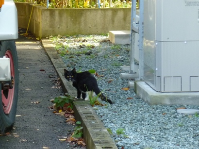 晩秋の山形　その2「猫との遭遇」_b0169238_2361832.jpg