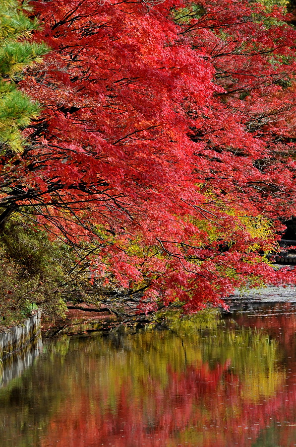 神戸市立森林植物園「紅葉」_d0148541_20182044.jpg