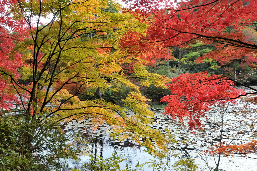 神戸市立森林植物園「紅葉」_d0148541_20193756.jpg
