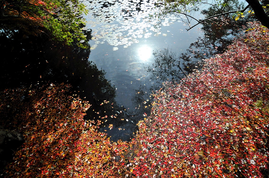 神戸市立森林植物園「紅葉」_d0148541_2020255.jpg