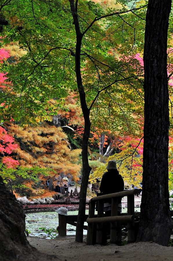 神戸市立森林植物園「紅葉」_d0148541_20224150.jpg