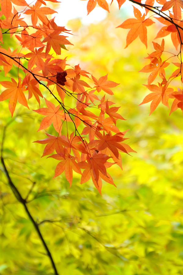 神戸市立森林植物園「紅葉」_d0148541_2023526.jpg