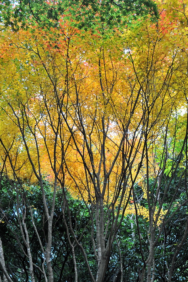 神戸市立森林植物園「紅葉」_d0148541_20243277.jpg