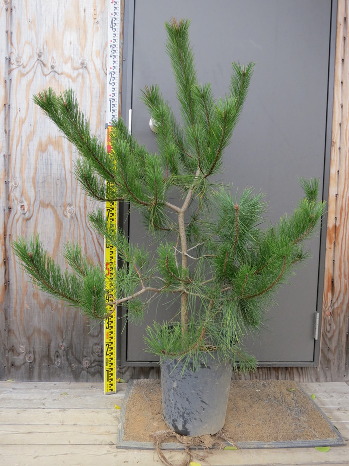 値下げ☆赤松 庭木