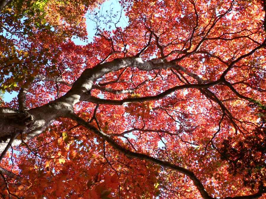 遠野には紅葉名所が結構あるのだよ_d0001843_16555041.jpg