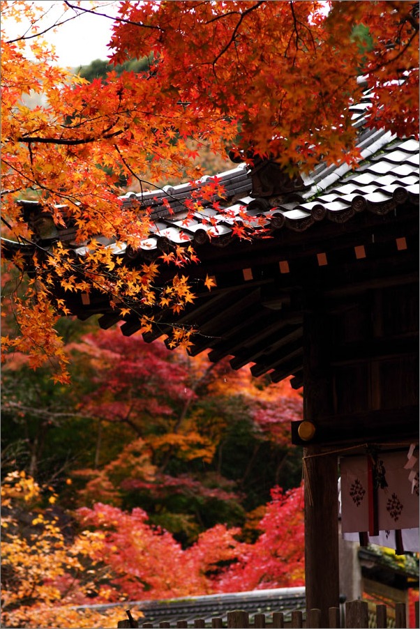 小雨降る鍬山神社（くわやまじんじゃ）_d0058445_16405816.jpg