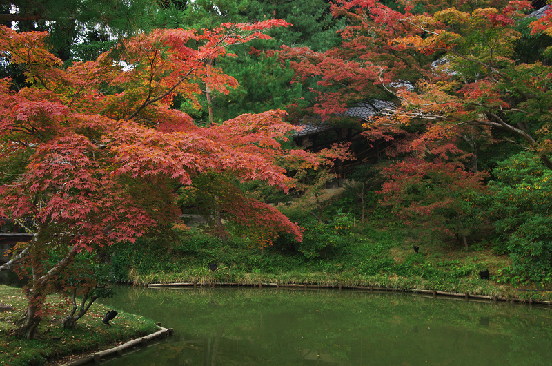 色づき進む高台寺_f0155048_23325284.jpg