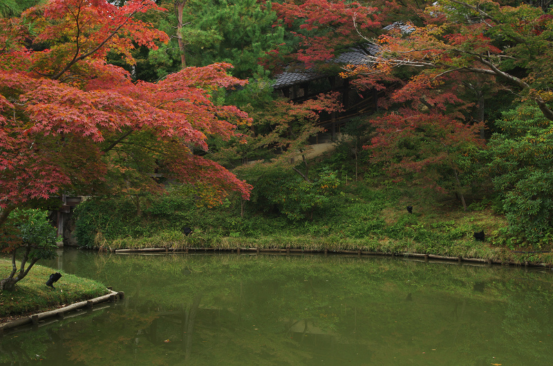 色づき進む高台寺_f0155048_23412673.jpg