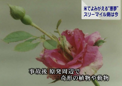 バラの花から葉が Air Oil