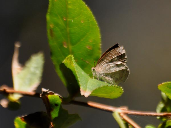 c0045352_1571611.jpg
