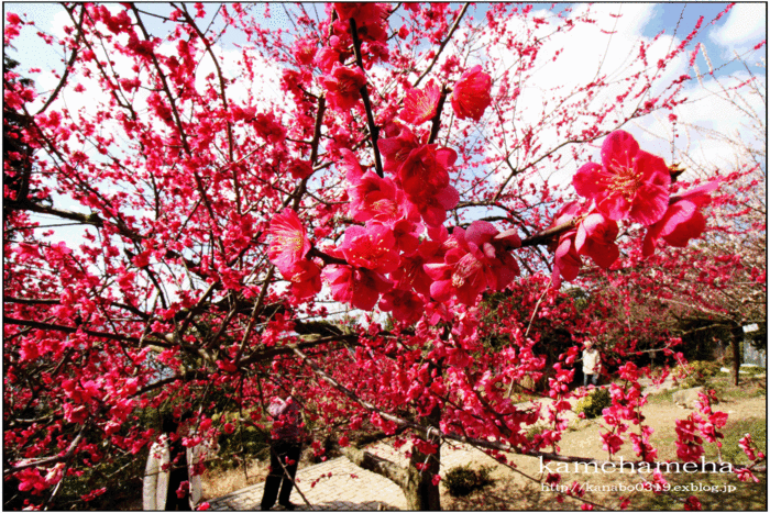 2009/03/01　　「梅　　世界の梅公園にて」_b0277257_13122123.gif