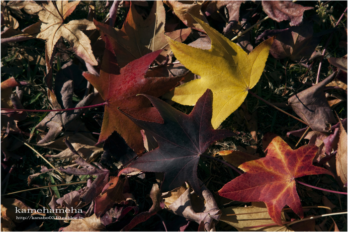 2010/11/27　　「楓の紅葉　　海浜公園にて」_b0277257_15223874.jpg