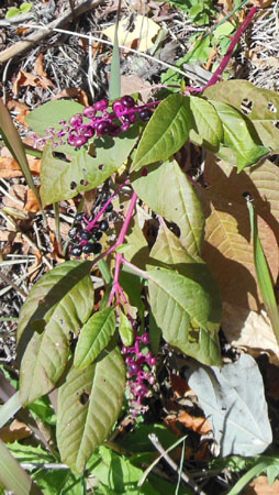 a0053063_1962935.jpg