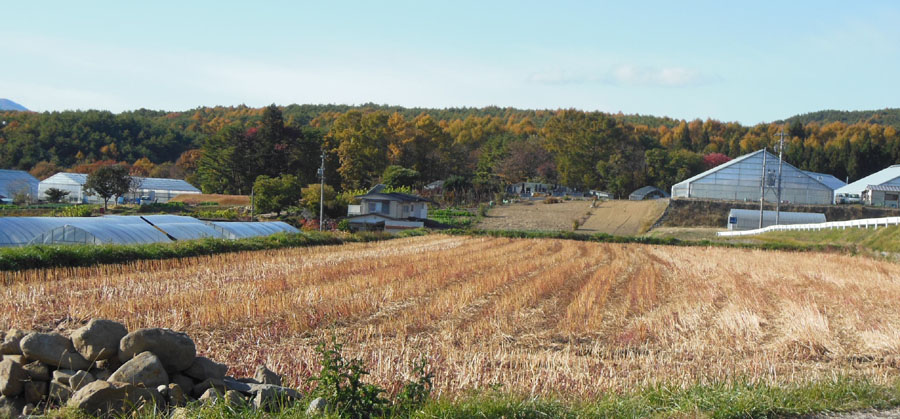 温室の様な白の家_a0053063_2059880.jpg