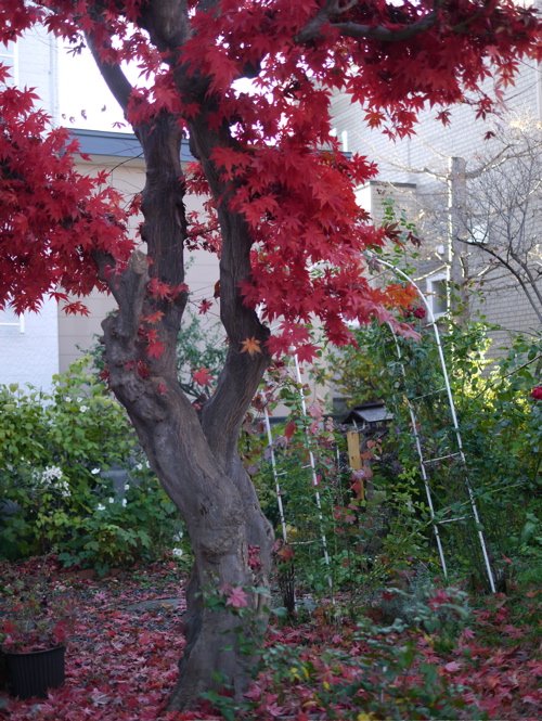 d0118965_92725.jpg