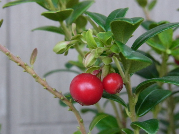b0194267_20125833.jpg