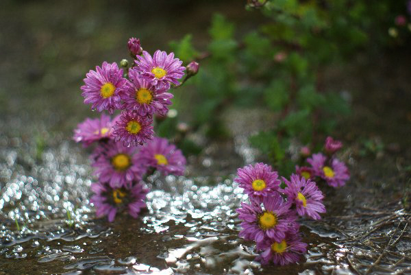 AUTO YASHINON-DX 50mm f1.4【作例あり】 Yashica Auto Yashinon-DX 50mm F1.4 M42 Review作例 富岡光学製