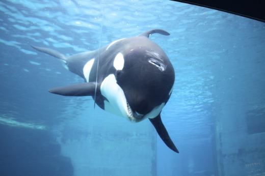 名古屋港水族館_b0204878_19285935.jpg