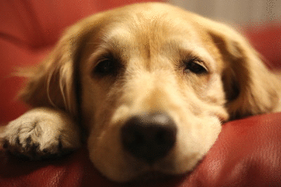 f0037378_1044513.gif