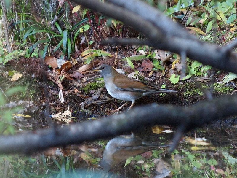 荒川大麻生公園の野鳥＠熊谷_f0055184_20184114.jpg