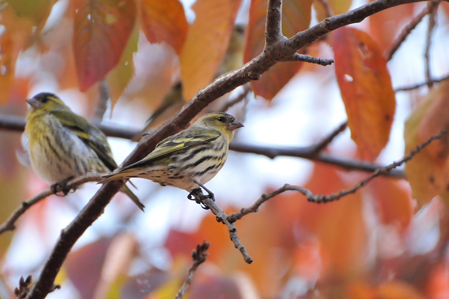 2012 11 10 明石公園撮影分_a0143491_20475749.jpg