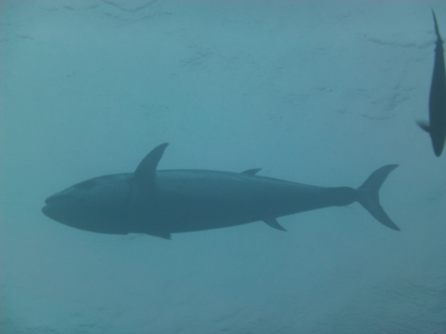 c0118393_11162546.jpg