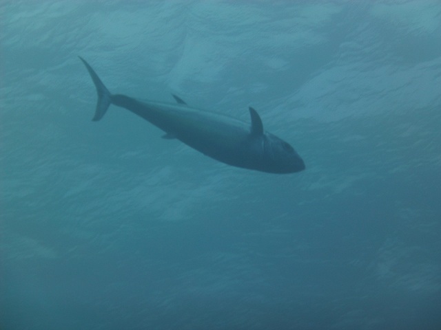 c0118393_11201817.jpg