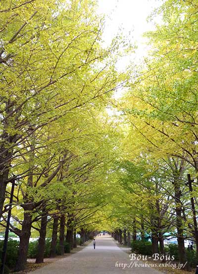 雨の昭和記念公園その1_d0128697_23474870.jpg