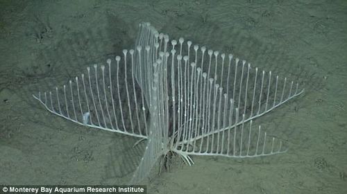 深海生物・新種 (画像ｱﾘ)：水深3300mで奇妙な生物を発見☆ _a0293798_22592682.jpg