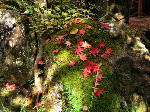 紅葉狩り～三滝寺_a0047200_1891028.jpg