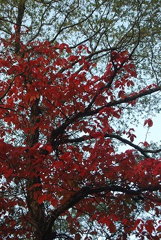 c0124100_23531862.jpg