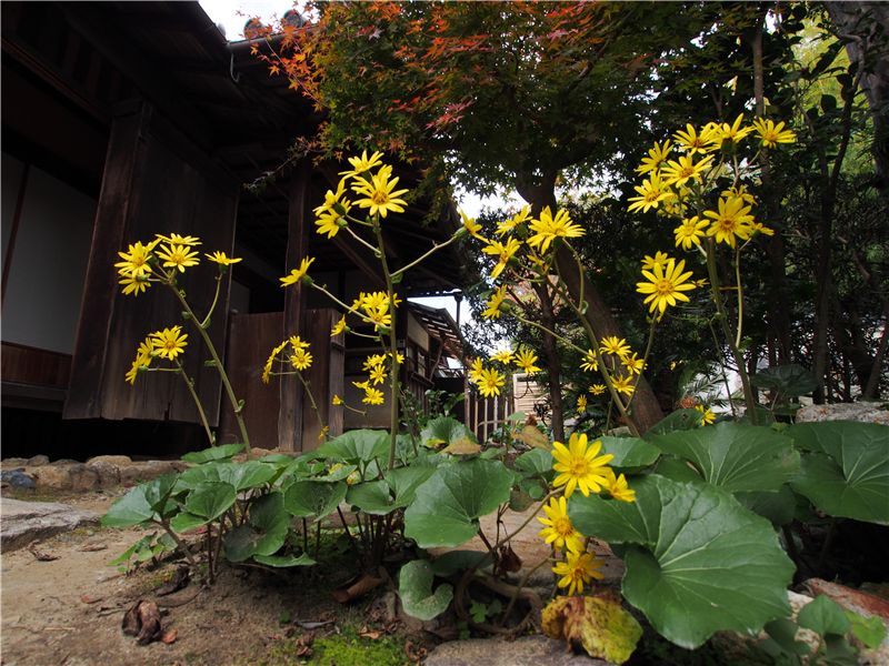 錦秋の奈良　新薬師寺と写真美術館_f0224100_2214232.jpg