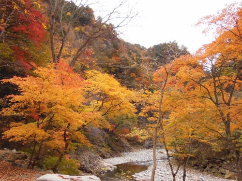 埼玉県秩父　中津峡で「しし汁」_c0197208_11202410.jpg