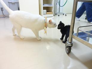 うさぎのしま_d0165410_18482997.jpg