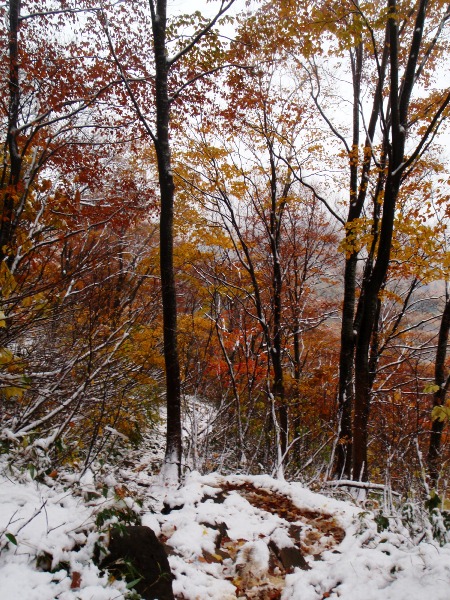 新雪の巻機山 前篇(避難小屋へ)_c0177814_211744.jpg
