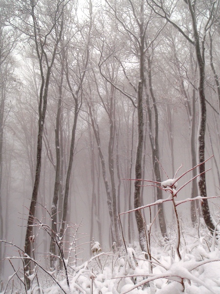 新雪の巻機山 前篇(避難小屋へ)_c0177814_21202285.jpg