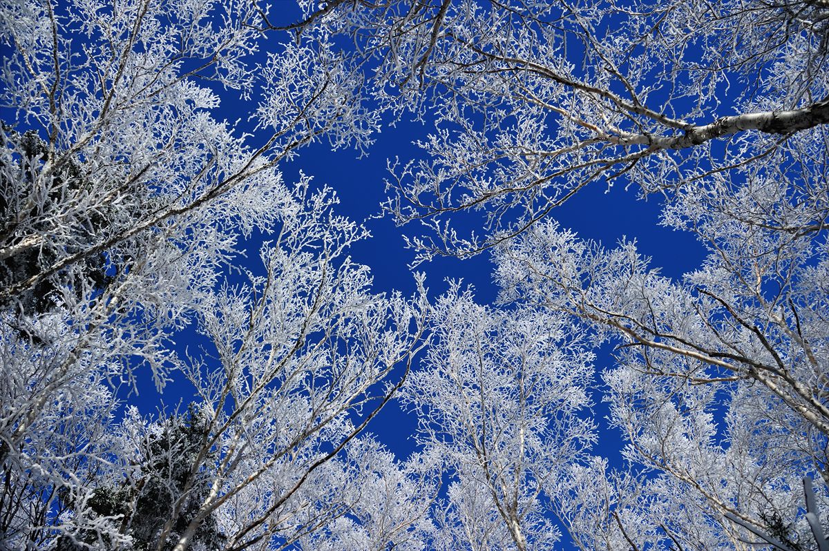 雪のニペソツ山　登山記　2012.11.11_a0145819_16101562.jpg