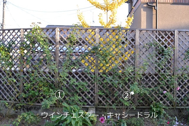 d0096422_1741446.jpg