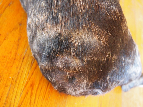 c0157323_1738330.jpg